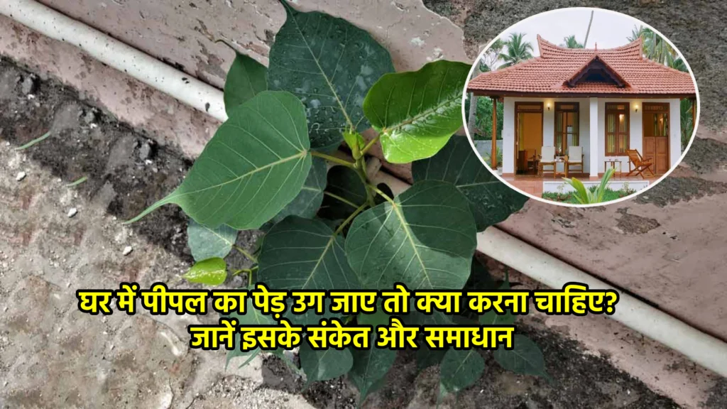 घर में पीपल का पेड़ उग जाए तो क्या करना चाहिए? जानें इसके संकेत और समाधान