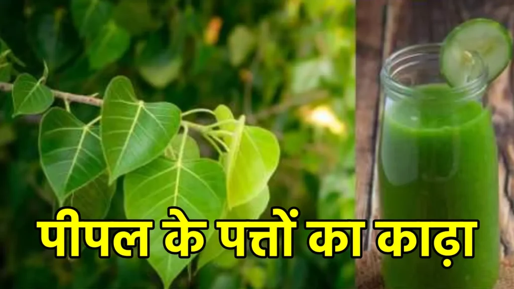 पीपल के पत्तों का काढ़ा: एक प्राकृतिक उपचार