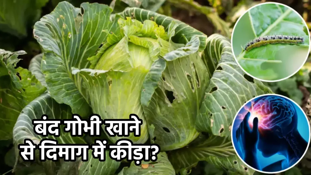 बंद गोभी खाने से दिमाग में कीड़ा?