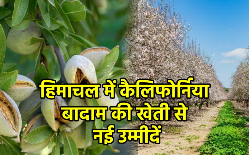 हिमाचल में कैलिफोर्निया बादाम की खेती से नई उम्मीदें