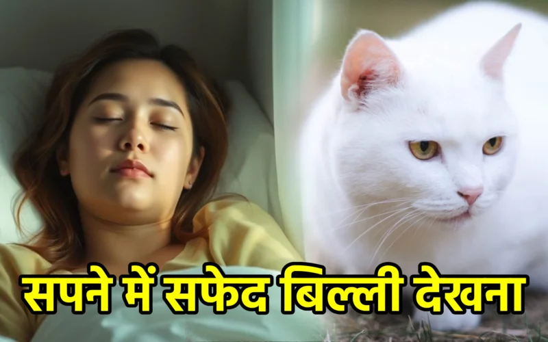 सपने में सफेद बिल्ली देखना : जानिए चुपचाप चल रही घटनाओं, सौंदर्य और छिपी हुई ऊर्जा का संकेत