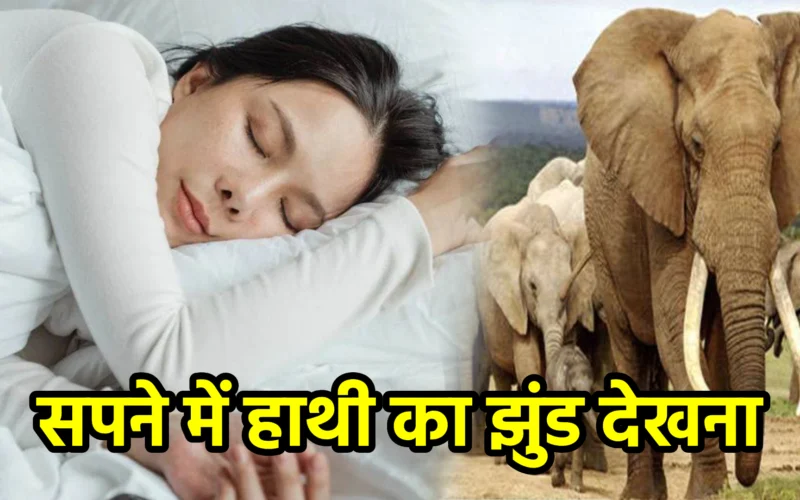 सपने में हाथी का झुंड देखना : जानिए शक्ति, सामर्थ्य और सामूहिक उन्नति का संकेत